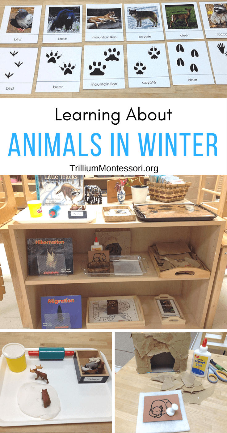 Preschool Activities for learning about Animals in Winter