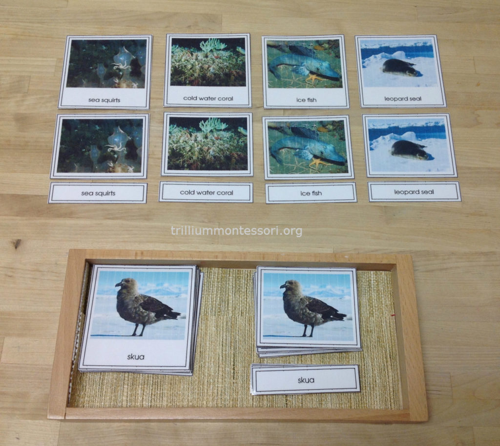 Animal Three Part Cards