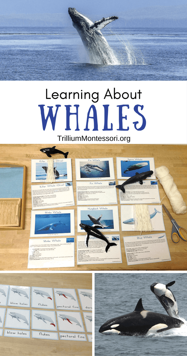 Preschool and Montessori activities for learning about Whales