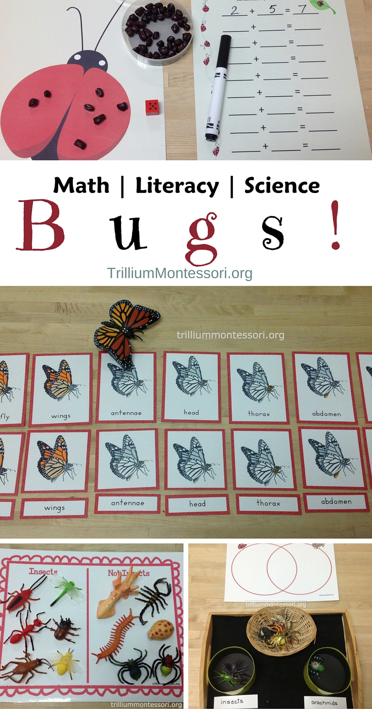Bugs Math Literacy and Science Montessori Activities