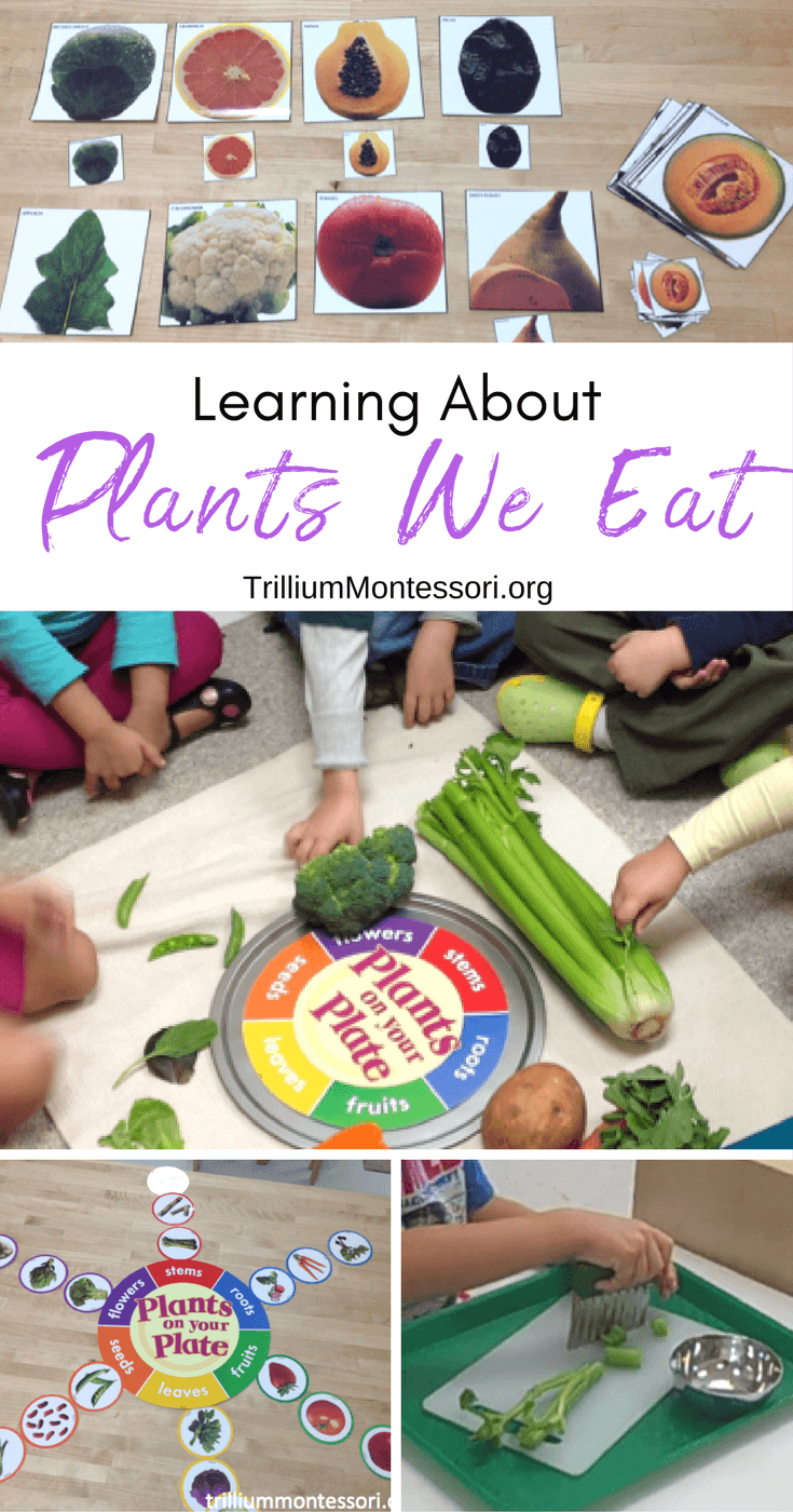 Preschool activities for learning about parts of plants and edible plants