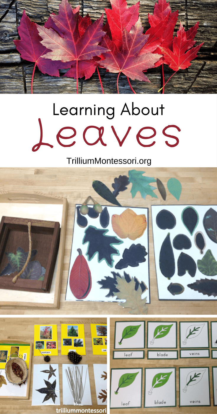 Preschool activities for learning about leaves and fall