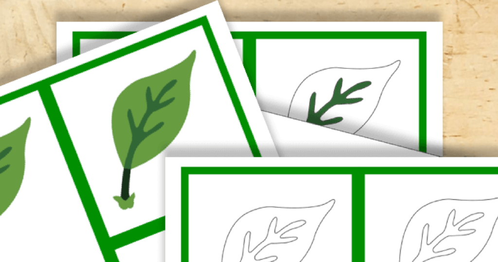 Free Montessori Printable Parts of a Leaf