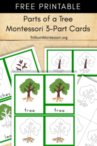 Free Printable parts of a tree Montessori 3 part cards