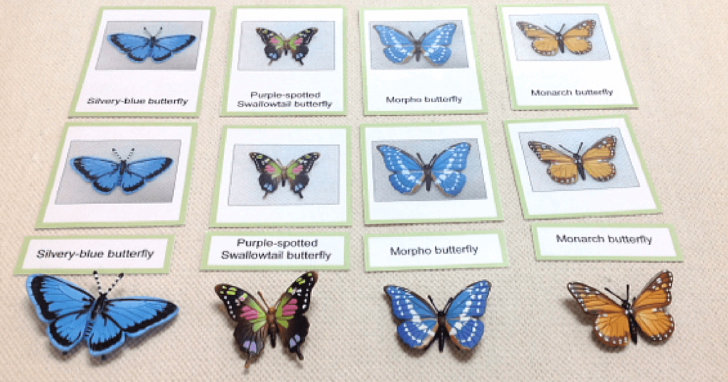 Ideas for a Butterfly Unit