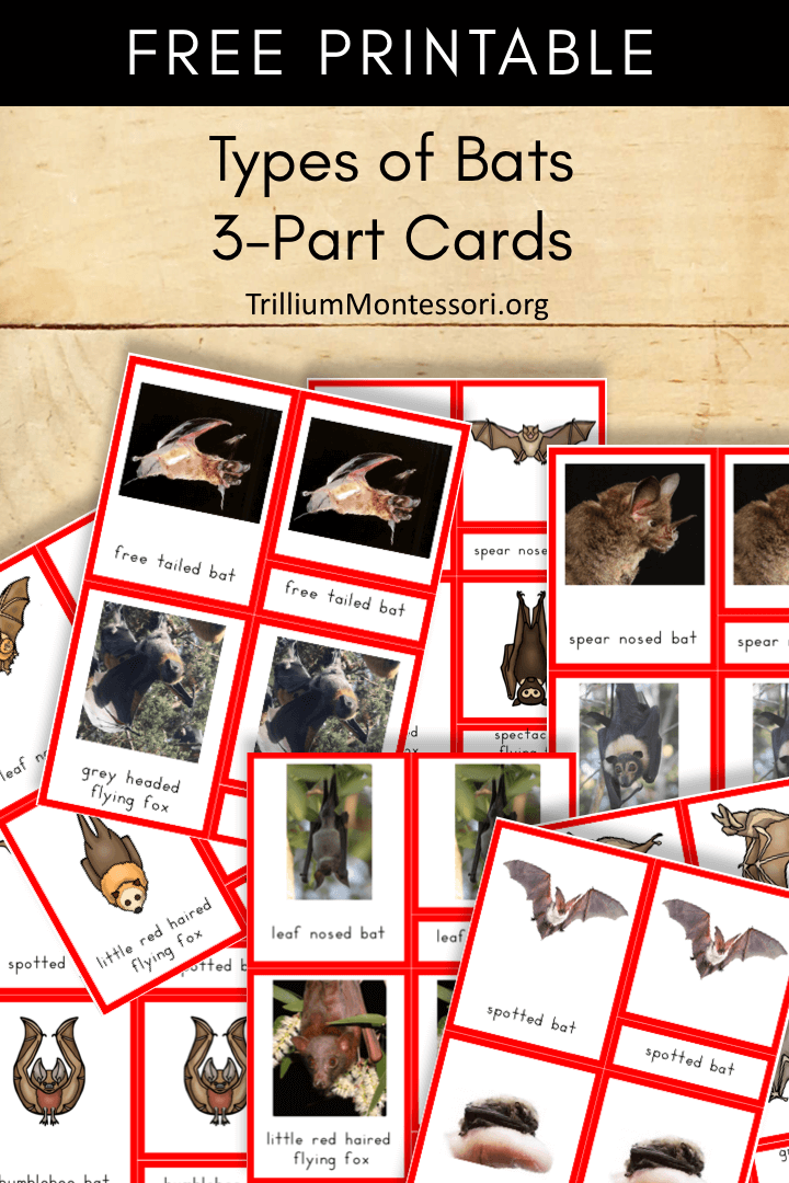 Free Printable Types Of Bats 3 Part Cards Trillium Montessori