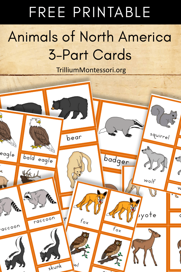 Free Printable Animals of North America 3 part cards