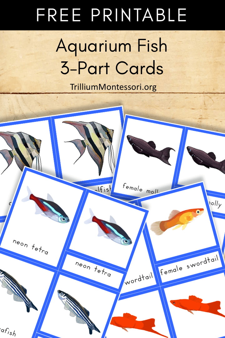 Free Printable Aquarium fish 3 part cards