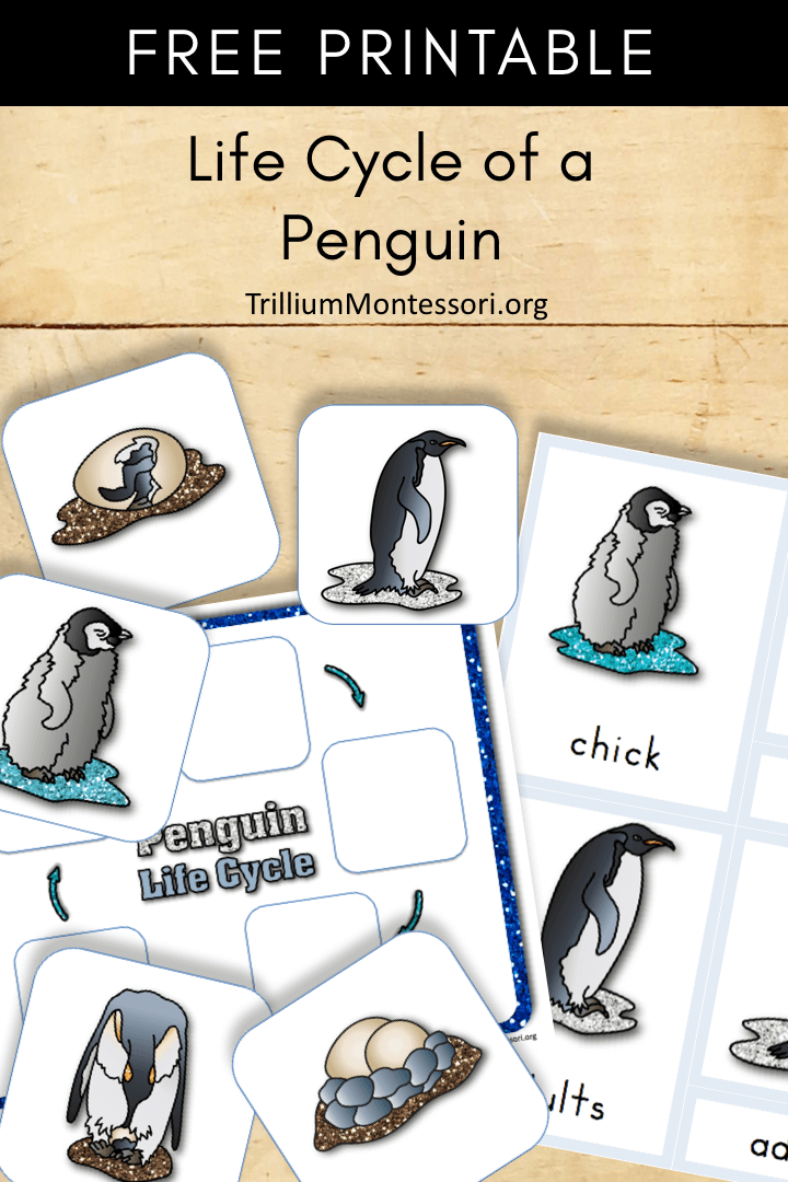Free Printable Life cycle of a penguin