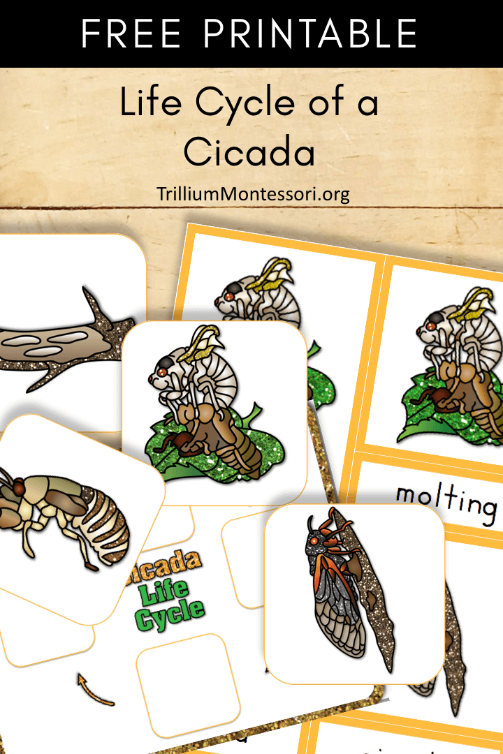 Free Printable life cycle of a cicada