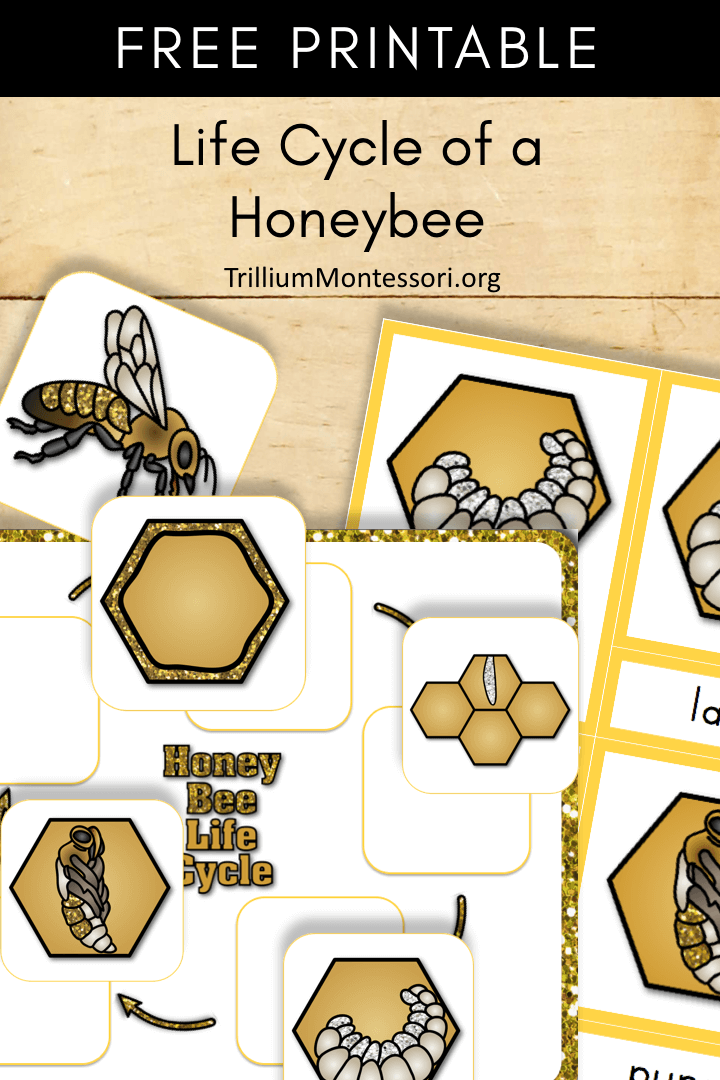 Free Printable Life Cycle of a Honey Bee Trillium Montessori