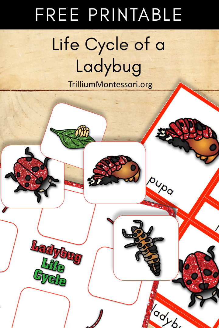 Free Printable life cycle of a ladybug