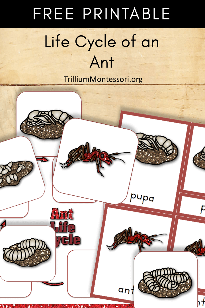 Free Printable life cycle of an ant