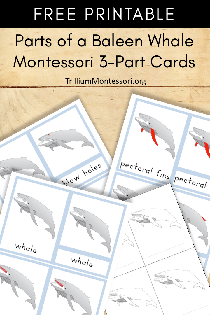 Free Printable parts of a baleen whale