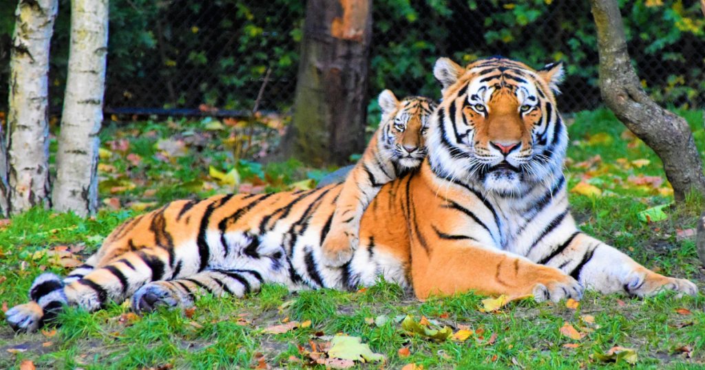 learning about mammals: an adult Bengal tiger rests on the ground; a Bengal tiger cub is lying on the adult tiger's back.