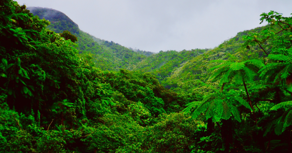 rainforest biome: a photograph of green palms, trees, and other dense vegetation in the tropical rainforest