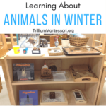 Preschool Activities for learning about Animals in Winter