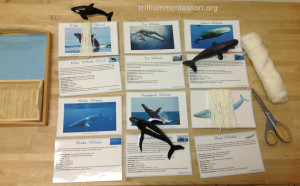How Long is the Whale? Trillium Montessori