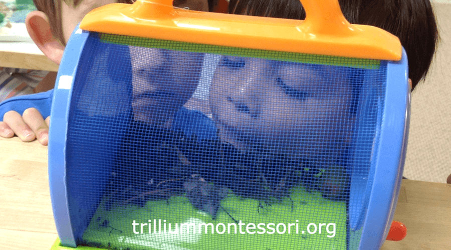 Examining bugs in a Montessori preschool 