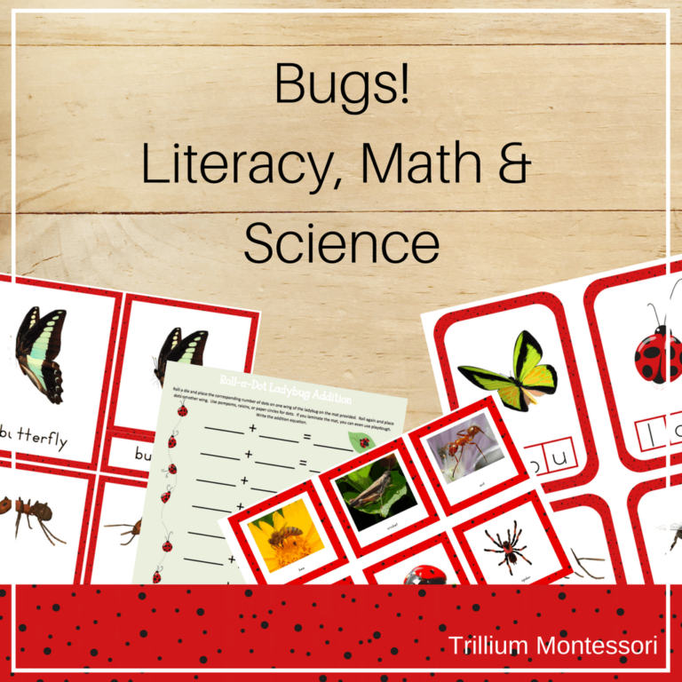 Life Cycle of an Ant: Free Printable