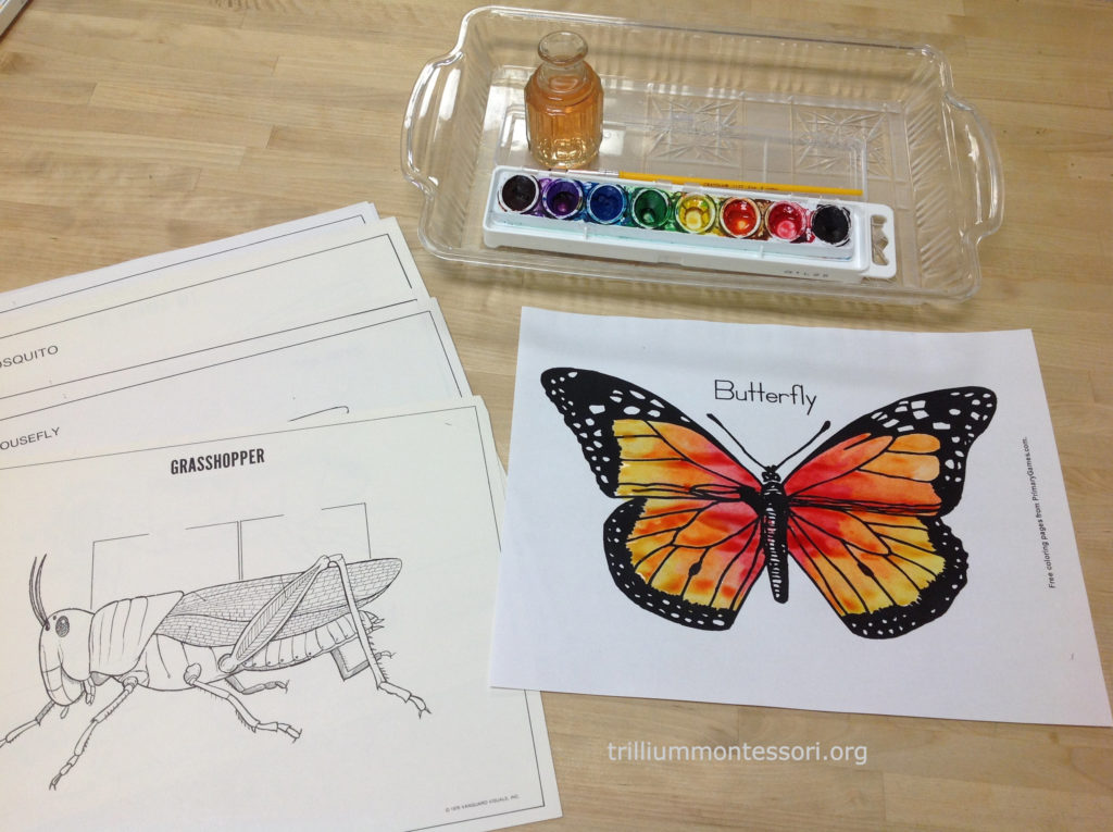 wet on wet watercolor butterfly Montessori and Preschool Art Activities