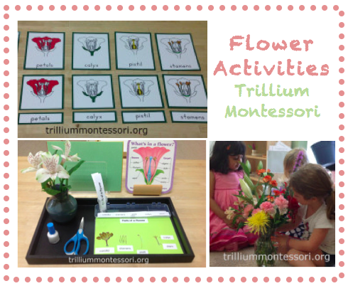 Flower Activities at Trillium Montessori