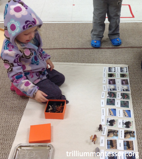 Sorting Animals from North America