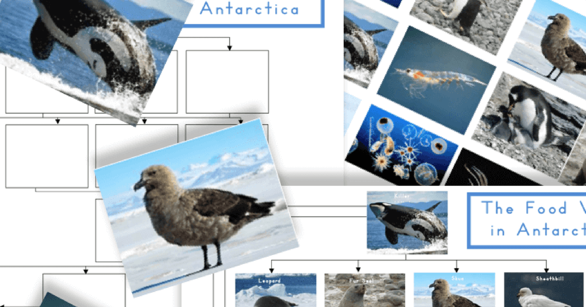 Antarctic Food Web: Free Printable - Trillium Montessori