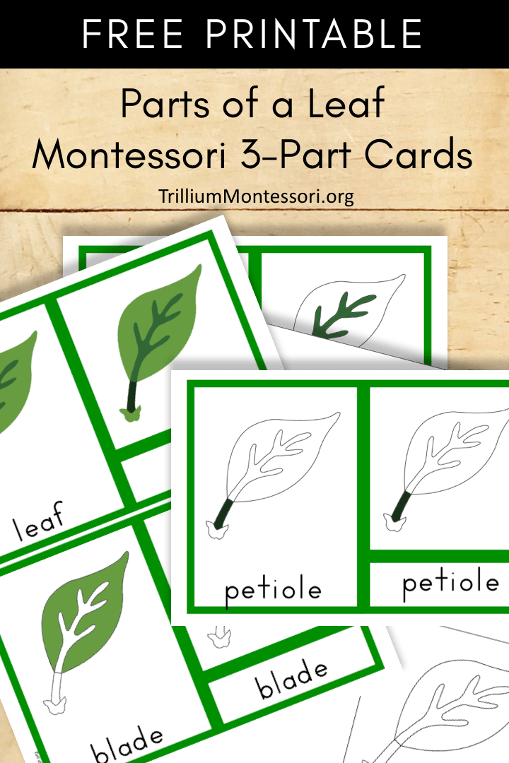 Free Printable parts of a leaf Montessori 3 part cards