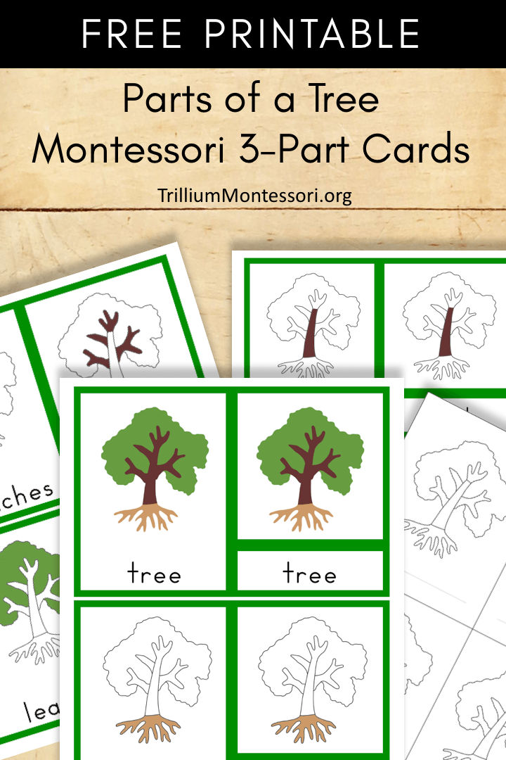 Free Montessori Printable Parts Of A Tree Trillium Montessori