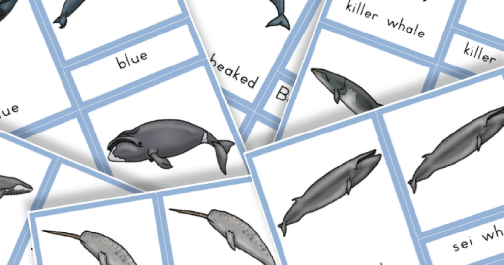 Free Printable Types of Whales