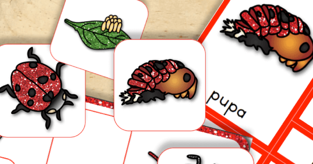 Free Printable Life Cycle of a Ladybug