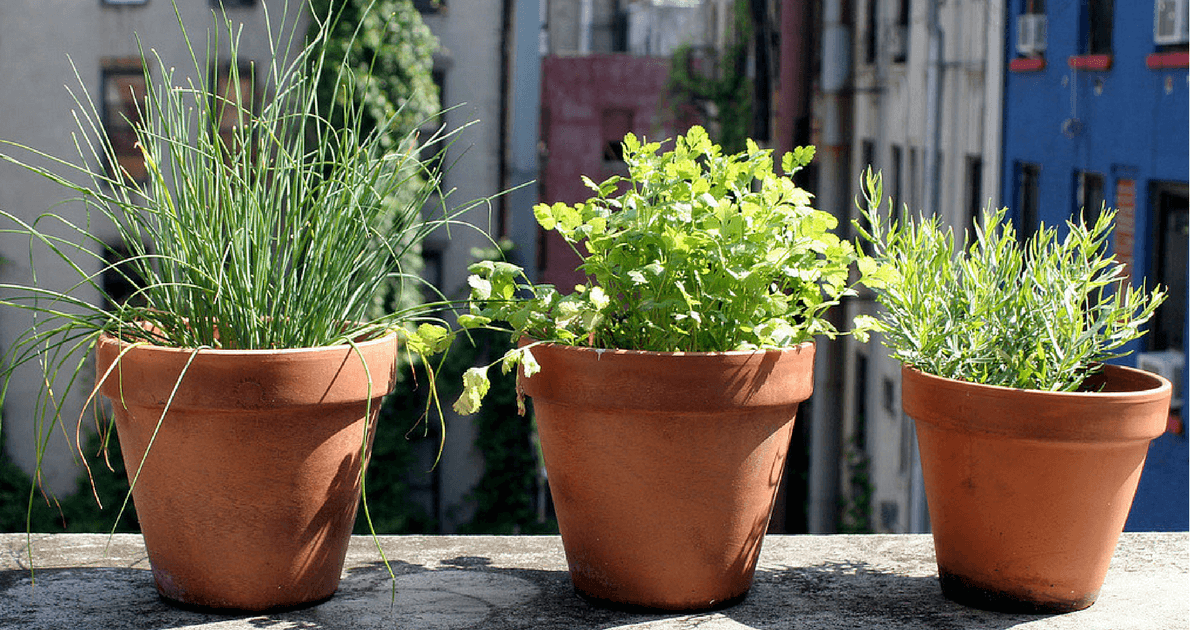 Nature studies in a small or urban environment