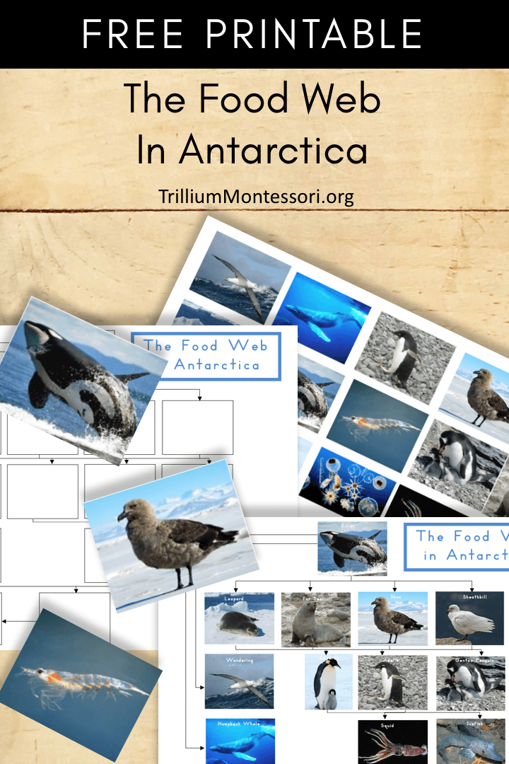 Free Printable The Food Web of Antarctica