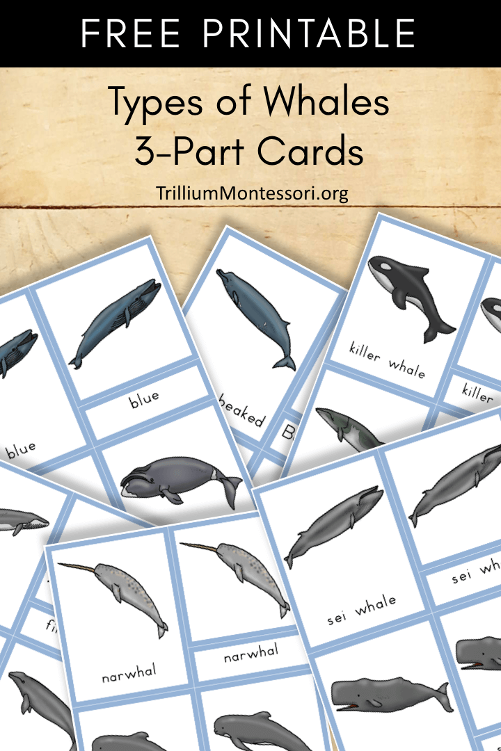 Free Printable Types of whales 3 part cards