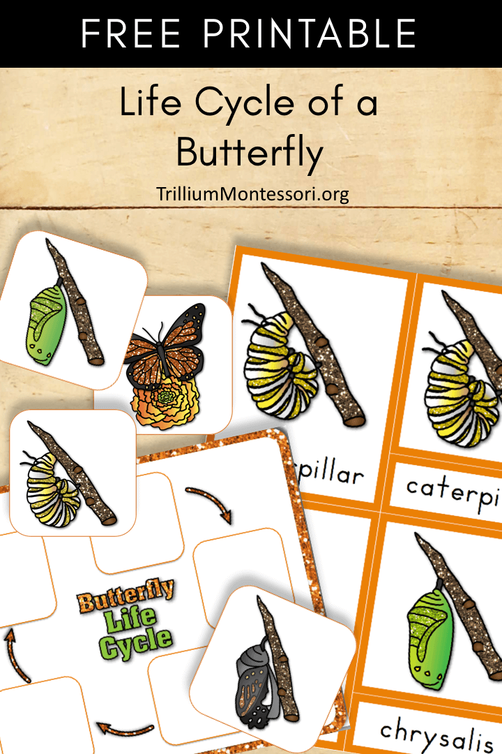 Free Printable life cycle of a butterlfy