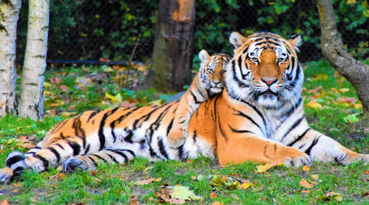 learning about mammals: an adult Bengal tiger rests on the ground; a Bengal tiger cub is lying on the adult tiger's back. 