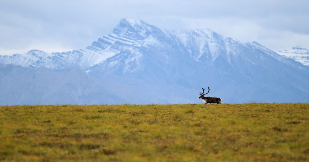 a tundra biome scene with a mountain and a caribou