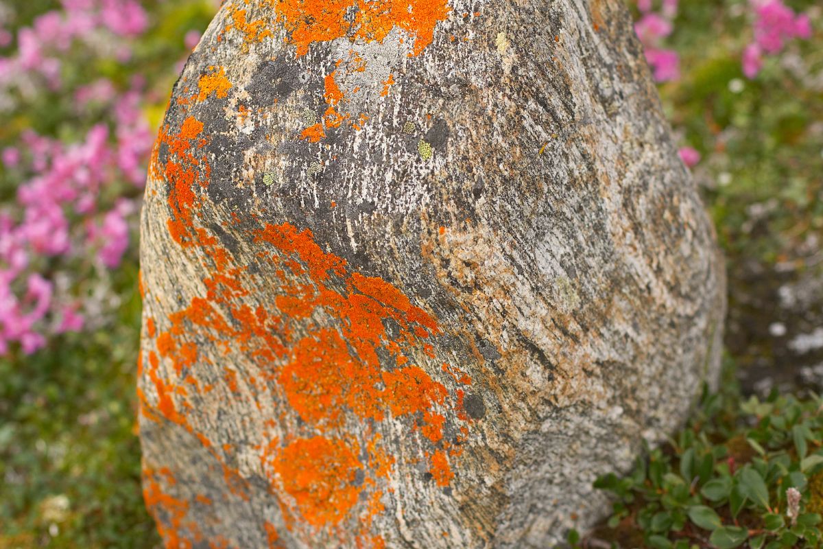 Plants of the Tundra: Adaptations, Pictures, and Facts