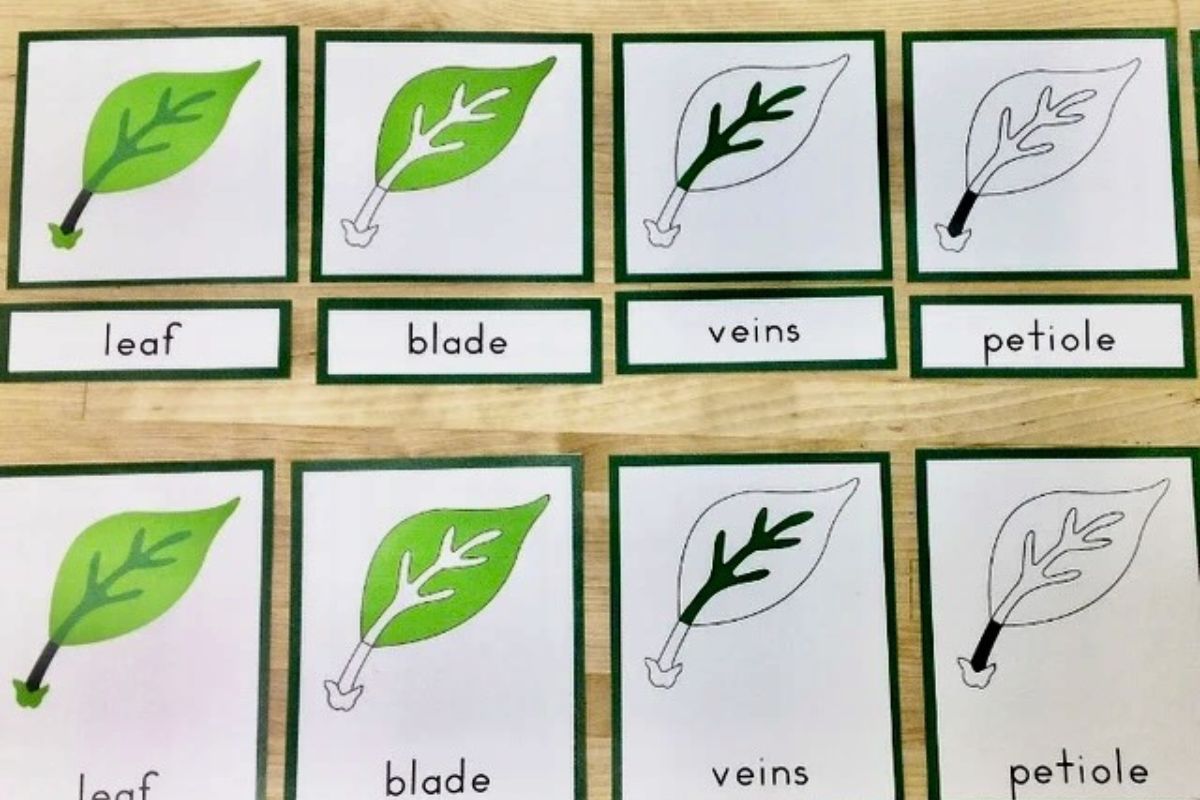 The Montessori Cultural Curriculum