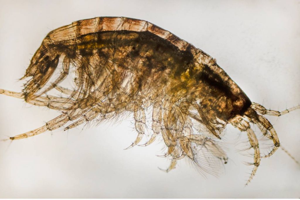 coral reef animals zooplankton amphipods