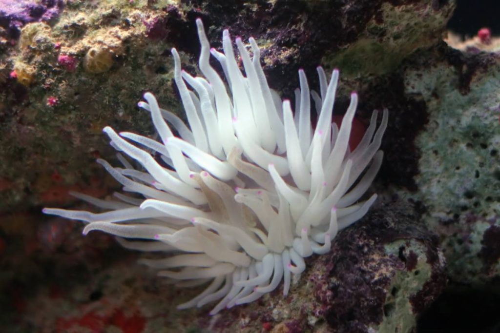 coral reef animals anemone