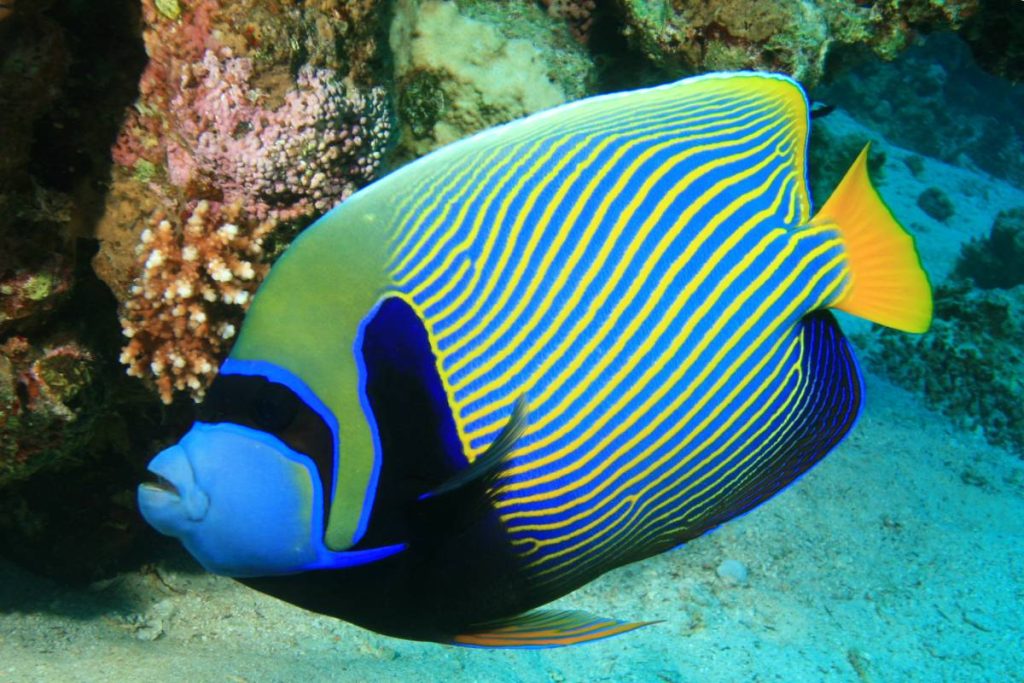 coral reef fish angelfish