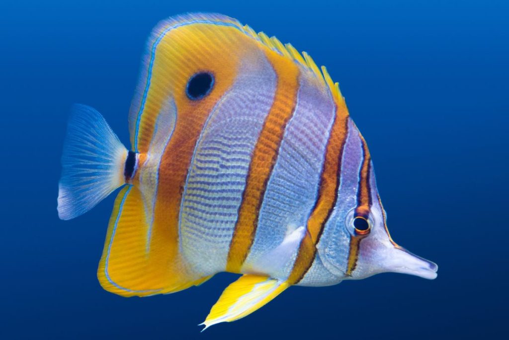 coral reef fish butterflyfish
