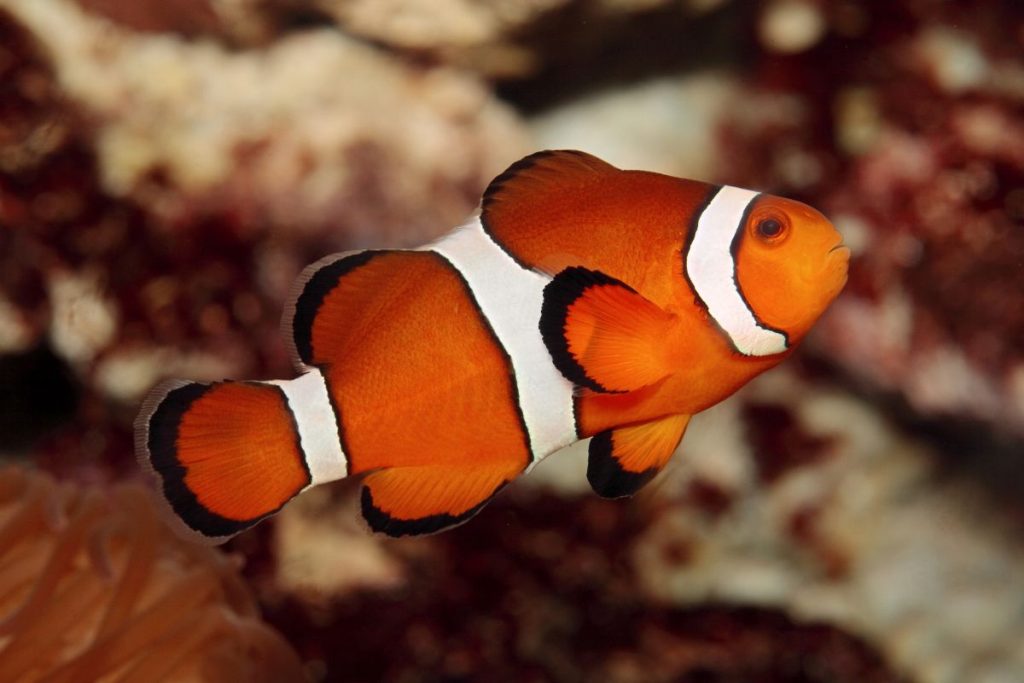 coral reef fish clownfish