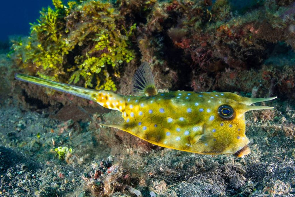 coral reef fish cowfish