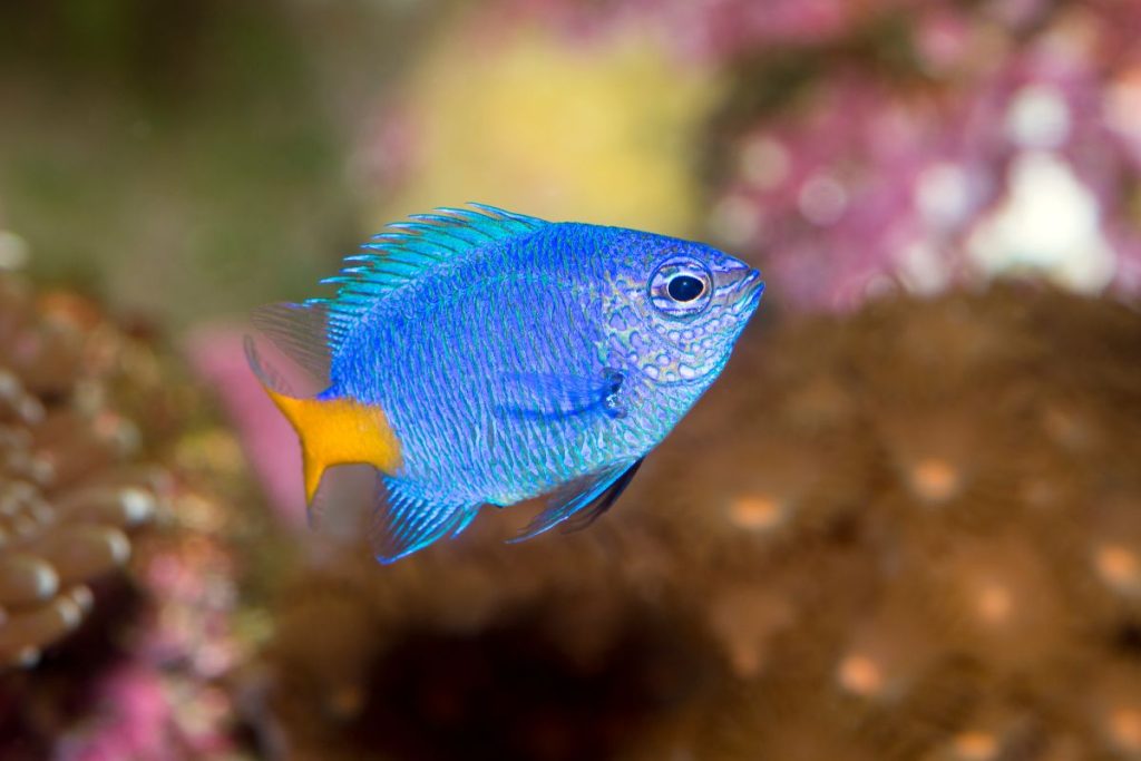 coral reef fish damselfish