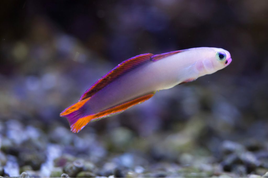 coral reef fish firefish