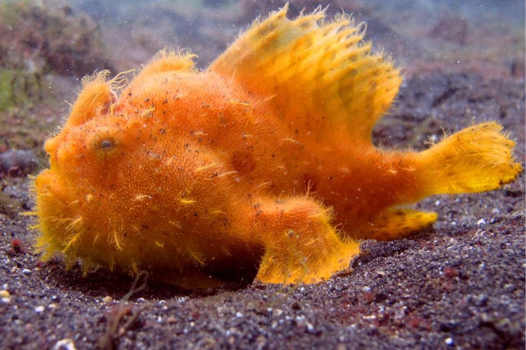 coral reef fish frogfish