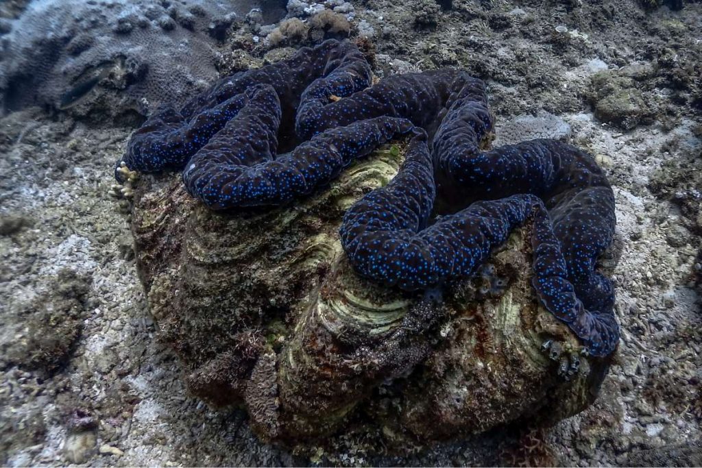 coral reef animals mollusks giant clam